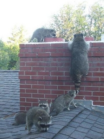 Raccoon Family At Top Of Chimney